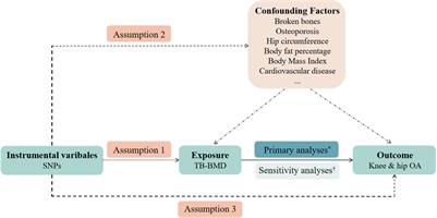 The causal association between bone mineral density and risk of osteoarthritis: A Mendelian randomization study